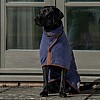 Navy Drying Coat - Labrador - Country Style